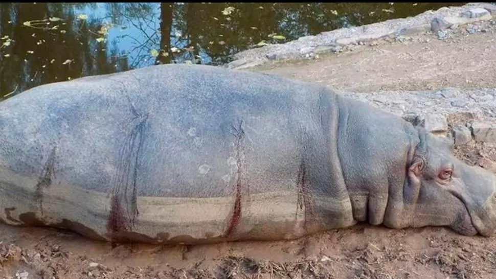 HERIDA. El hipopótamo (hembra) fue encontrada sangrando. FOTO TOMADA DE CLARÍN.COM
