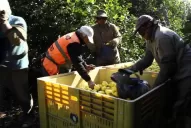 La Eeaoc apuntaló el crecimiento de la citricultura