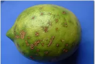 “Mancha negra” y “cancrosis” fueron detectadas por los técnicos de la Eeaoc