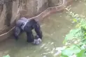 Video: el gorila le dio la mano al niño antes de morir