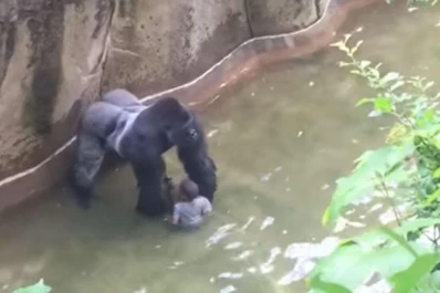 Video: el gorila le dio la mano al niño antes de morir