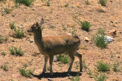 Sturzenegger se fue a fotografiar tarucas para el billete de $100
