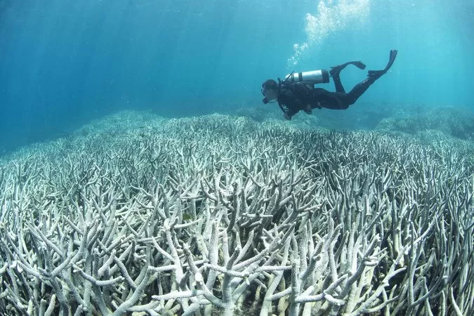 PIERDE SUS VIBRANTES COLORES. La Gran Barrera de Coral australiana se está volviendo blanquecina debido al desastre ecológico que genera el calor. Credit Agence France-Presse / XL Catlin Seaview Survey