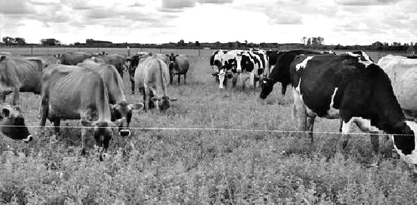 MANEJO. En el NOA el uso de la alfalfa se restringe a unos pocos campos.  
