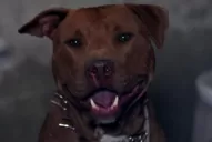 Un pitbull mató a una nena de seis años