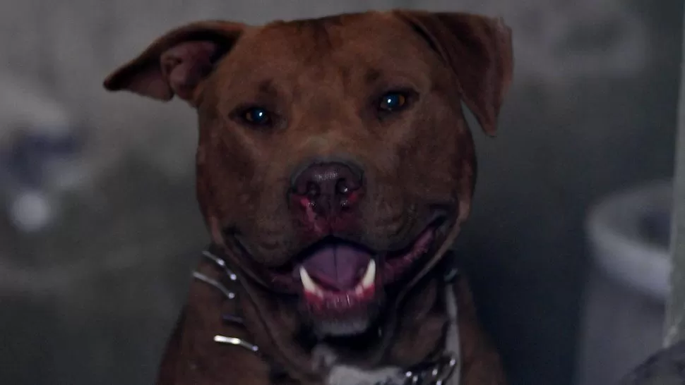 PITBULL. No es la primera vez que un perro de estas características asesina a su dueño. LA GACETA/ ARCHIVO.