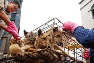 Polémica: comenzó en China la fiesta en la que se consume carne de perro