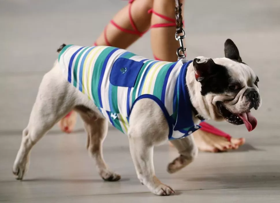 RAZA MUY BUSCADA. Ejemplar de bulldog francés durante un desfile de modas realizado en Buenos Aires. reuters