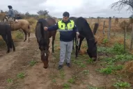 Venían a celebrar el Bicentenario y les robaron los caballos