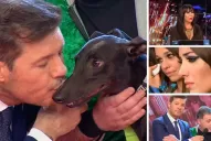 La historia del perrito galgo abandonado que emocionó a todos