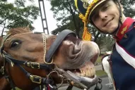Un granadero y su caballo se sacaron la selfie más divertida del desfile