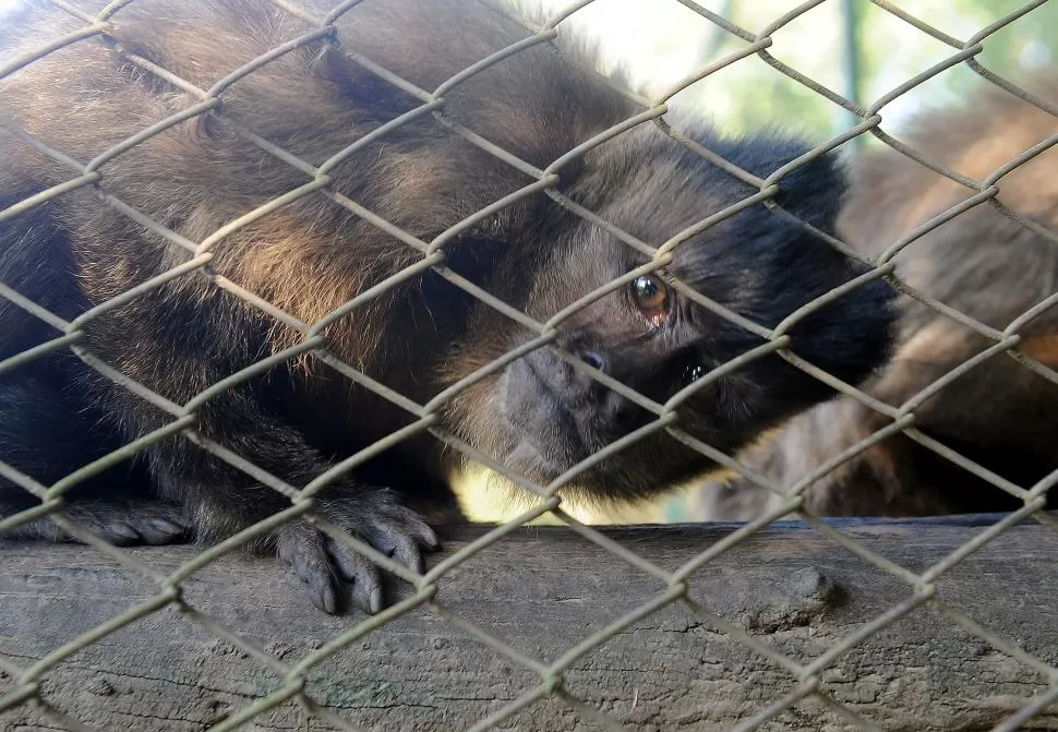 LIBERACIÓN COMPLICADA. Los monos que tiene la reserva de Horco Molle fueron rescatados y rehabilitados, difícilmente sobrevivirían si los sueltan. 