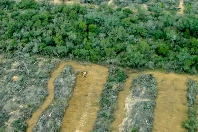 Greenpeace denunció al Tata Martino por desmontes