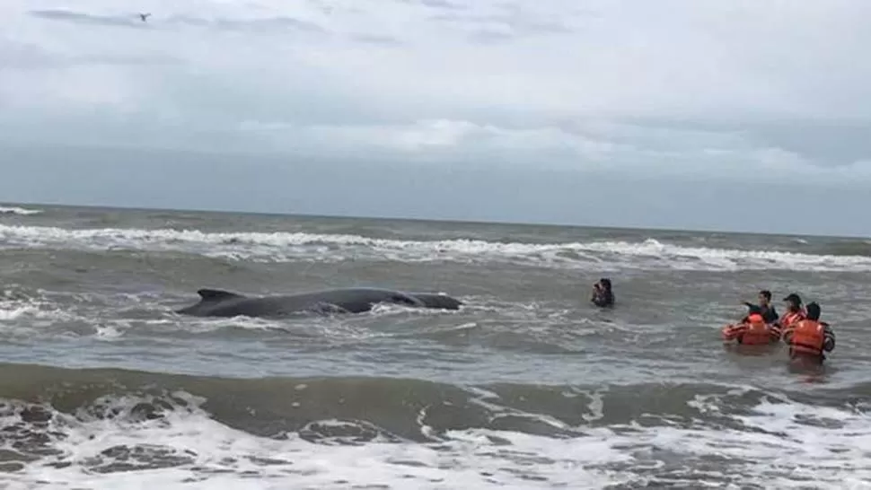 EN LA PLAYA. La ballena está encallada en Mar del Tuyú. FOTO TOMADA DE CLARÍN. 