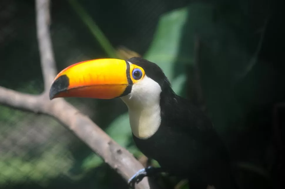 MUY VISTOSO. Entre las varias aves que habitan la Reserva Experimental de Horco Molle, el tucán asombra con los colores de su pico y de sus ojos. LA GACETA / ANTONIO FERRONI.