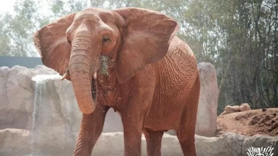 Un elefante mató accidentalmente a una niña de siete años en un zoológico
