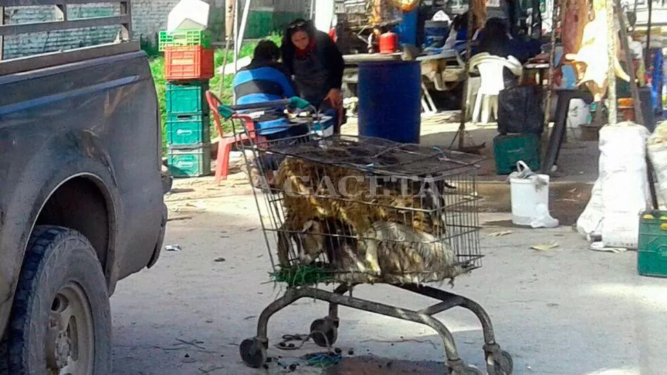 HACINADOS. Los animales fueron fotografiados encimados, sin agua ni comida, en un carrito de supermercado. FOTO ENVIADA POR WHATSAPP