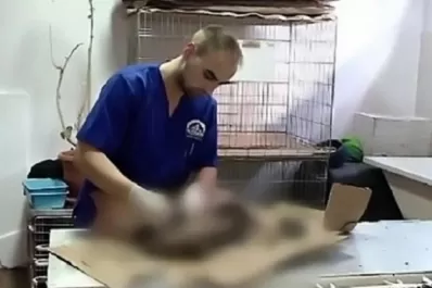 Bañaron perros con alquitrán y los pegaron al pavimento