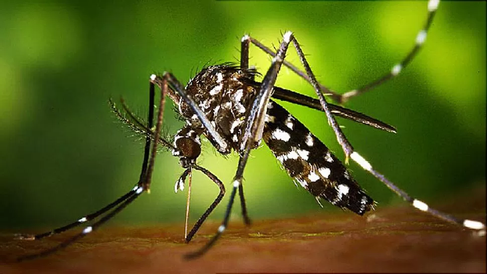 AEDES AEGYPTIS. El mosquito transmite otras enfermedades como el dengue y la chykunguña. FOTO TOMADA DE WEBMD.COM