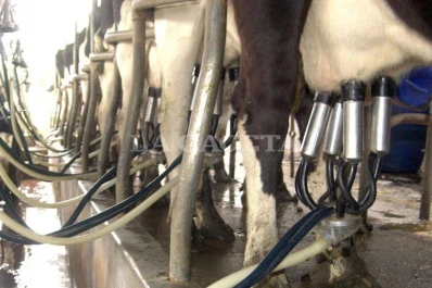 Desde Tucumán, productores lecheros solicitaron acciones al Gobierno para paliar la crisis