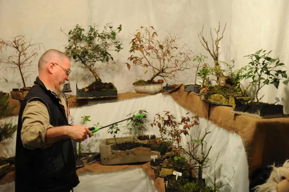 CON PACIENCIA Y CARIÑO. Reinaldo Falcón regaba el bonsai, un arrayán, que exhibe en su stand de la feria “Manos del Mundo”. la gaceta / foto de josé nuno
