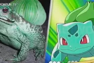 Pokémon Go: estos son los diez pokemones que existen en la vida real