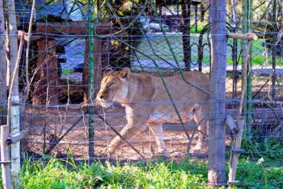 La Defensoría del Pueblo da un mes de plazo para trasladar a la leona Baguira