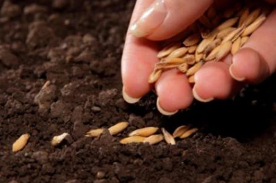 Seis pasos para armar tu propia huerta en casa