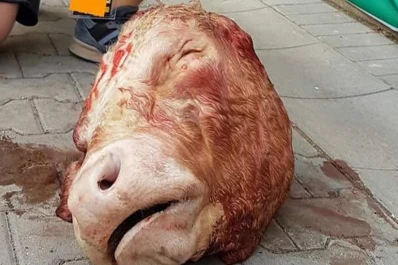 Hinchas alemanes tiraron una cabeza de toro tras eliminar a su rival Leipzig, equipo Red Bull, en la copa local