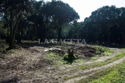 Causa preocupación que estén sacando árboles en El Corte