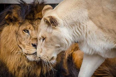 La historia de amor que le salvó la vida a los leones Kahn y Sheila