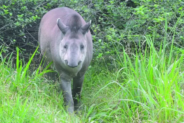 Falleció Inés, la tapir más vieja del país, que vivía en Horco Molle