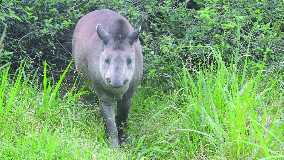 Falleció Inés, la tapir más vieja del país, que vivía en Horco Molle