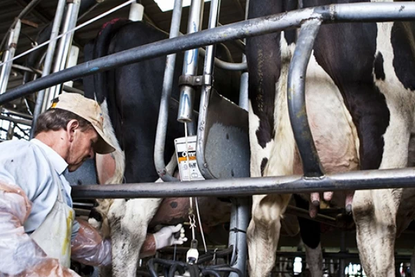 La lechería sigue cuesta abajo en la rodada
