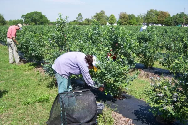 Preparan las quintas para exportar arándanos