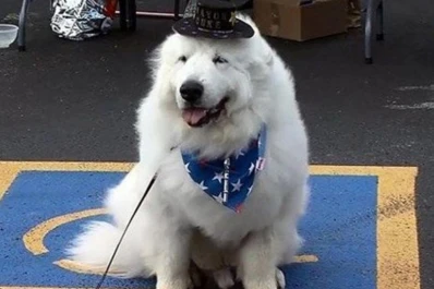 Un perro fue elegido intendente de un pueblo de EE.UU. por tercera vez