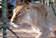 El delegado de El Cadillal dio plazo hasta mañana para que se lleven a la leona Baguira