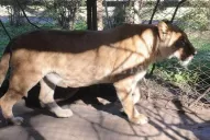 La Gendarmería trasladará a la leona Baguira a San Pedro