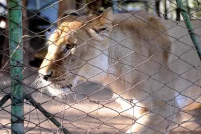 El delegado de El Cadillal dio plazo hasta mañana para que se lleven a la leona Baguira