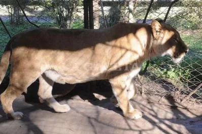 La Gendarmería trasladará a la leona Baguira a San Pedro