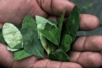 Especialistas advierten que puede dar positivo por masticar coca