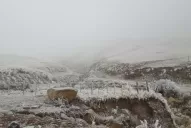 La nieve convirtió a Tafí del Valle en un paisaje blanco