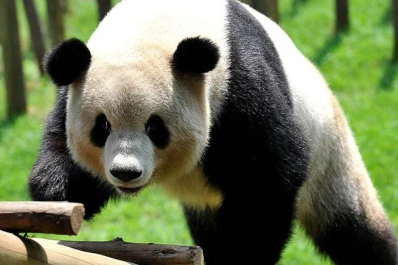 Los pandas gigantes ya no son animales en peligro de extinción