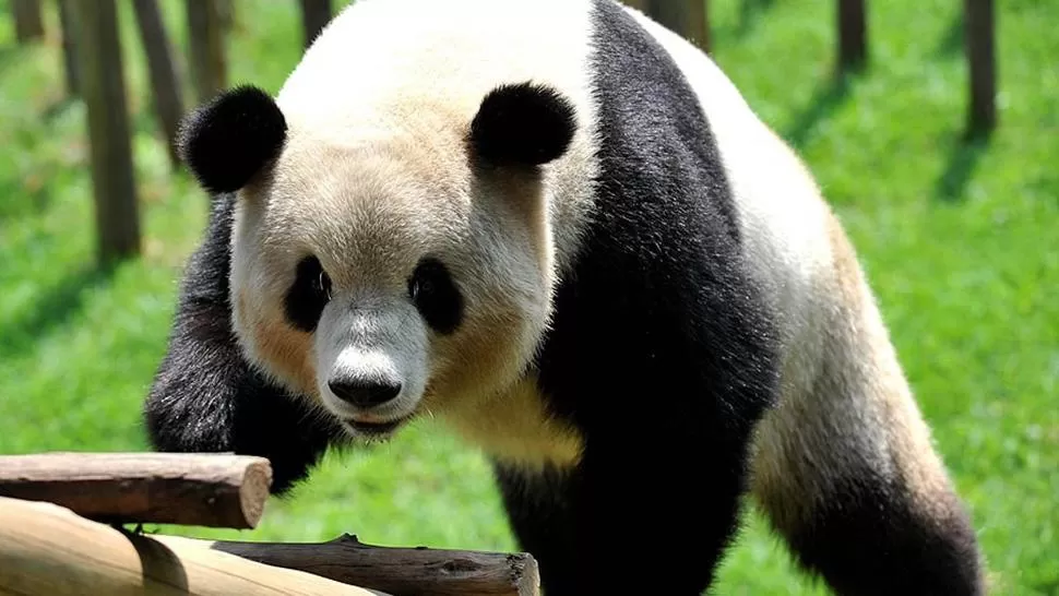 AUMENTÓ LA POBLACIÓN. Unos 1.864 pandas viven en las regiones chinas de Sichuan, Shaanxi y Gansu, indicó un estudio de 2015. FOTO TOMADA DE SPANISH.NEWS.CN