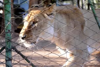 La leona Baguira fue trasladada a la reserva de San Pedro de Colalao
