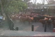 El “Programa Ganadero” es uno de  los platos fuertes de la Expo SRT 2016