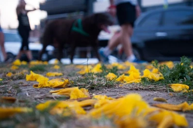 Llega la primavera: claves para combatir las alergias de la estación