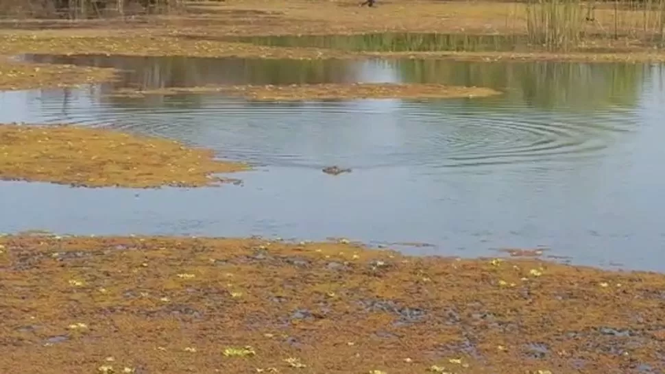 Un pescador tuvo un pique de yacaré en Termas de Río Hondo