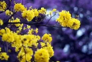 Técnicamente, la primavera comenzará mañana