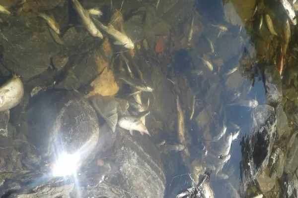 Alarma la aparición de peces muertos en algunos ríos tucumanos